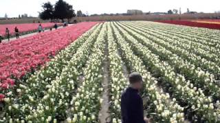 preview picture of video 'Tractor trolly ride in tulip fields of SKAGIT VALLEY .'
