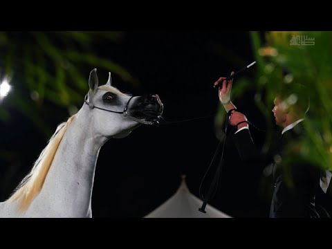 PSAIAHF 2023 - Day 1