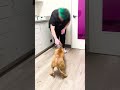 Guy Comes Home From Work With A Stray Dog | The Dodo  #dog #thedodoanimals
