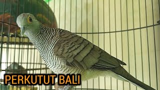 Download lagu Suara perkutut Bali atau NTT Gacor mp3 Download lagu Suara perkutut Bali atau NTT Gacor mp3