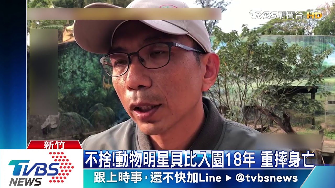 疑年紀太大　紅毛猩猩「貝比」摔落1.5m不治