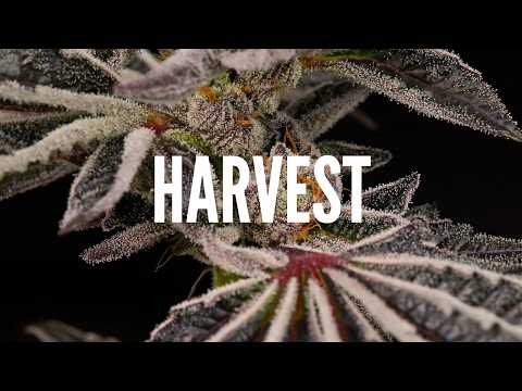 BIGGEST Harvest Yet! 500+ Plants - Greenhouse Harvest + Indoor into Live Rosin (the press club)