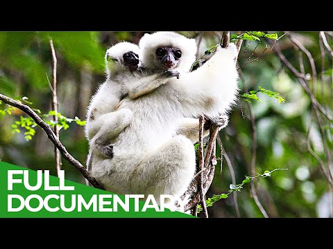 The Last Lemurs of Madagascar