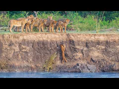 Helpless Lions Watch Crocodiles and Hippos Catch their Brave Cub