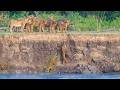 Helpless Lions Watch Crocodiles And Hippos Catch Their Brave Cub
