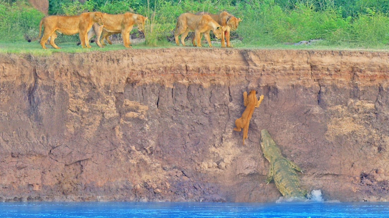 Epic Battle as Helpless Lioness Watches her Brave Cub Try to Escape Crocodiles and Hippos