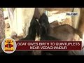 Goat Gives Birth To Quintuplets Near Vedachandur Thanthi TV