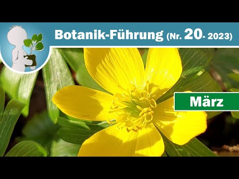 Winterling & Huflattich - Frühblüher im März (Wildkräuter & Botanik-Wissen)