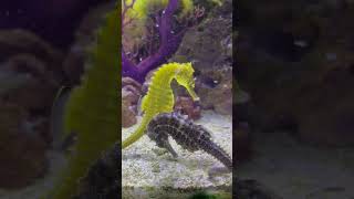 Seahorse Mating Dance