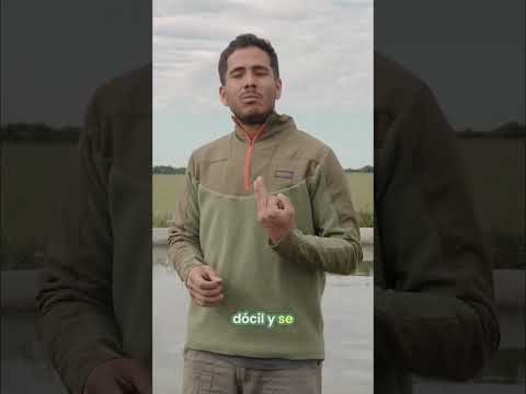 💆‍♀️Menos estrés, más control: así se maneja el ganado en el norte santafesino