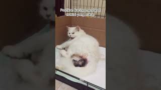 Download lagu Lakukan hal ini jika kamu melahirkan #kucingimut #kucinghamil #kucinganak #kucingpintar mp3