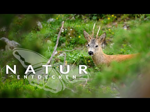 NATUR ENTDECKEN - Intro