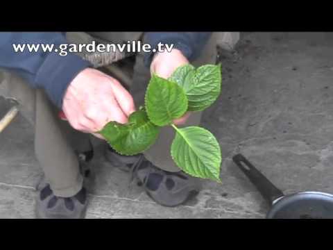 Propagating Hydrangeas - YouTube