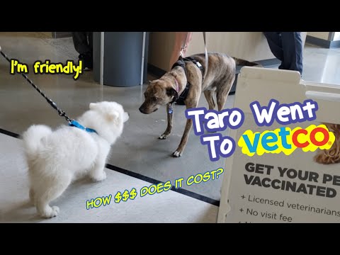 How Much Does Vetco Cost
