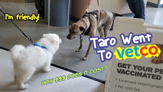 Taro Went To Vetco | How Much Does It Cost For The First Vaccination | Taro - The Puppy Show #15