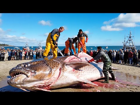 Catching 100 Giant Halibut – Deep Sea Commercial Longline Fishing Documentary