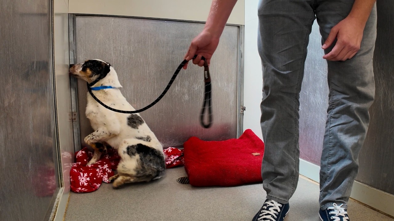 Watch the Moment Shut Down Shelter Dog leaves his Corner 🥹