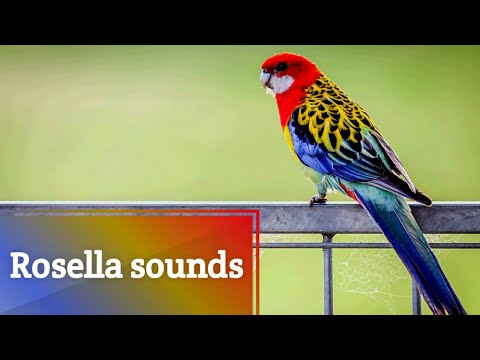Rosella sounds