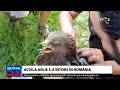 Acvila Arlie A Ajuns în România După Un Zbor De 49 De Zile