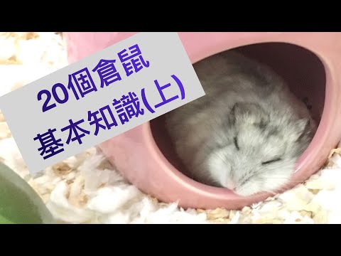 倉鼠習性