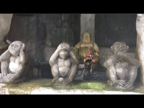 The Wisdom of the Three Wise Monkeys: A Journey into 'See No Evil, Hear No Evil, Speak No Evil