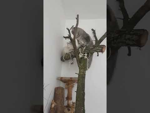 Der Katzenbaum 😍😊🐈
