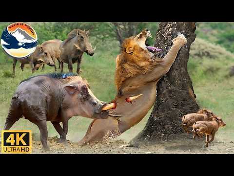 Savanna: A Warthog's Desperate Flight for Life from a Relentless Hunter #animaldocumentary