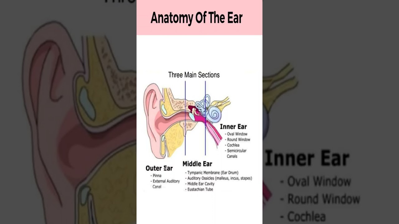 Anatomy of the Ear | Outer, Middle & Inner Ear Explained