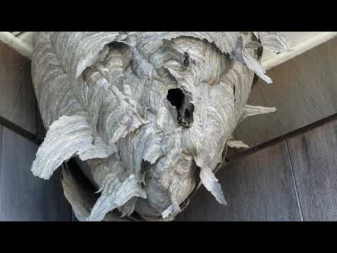 The Cold Doesn't Bug These Bald-Faced Hornets in Plainsboro, NJ