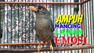 Download lagu Poksay mandarin gacor betina memanggil jantan Ampuh jadi Pancingan dan Masteran mp3