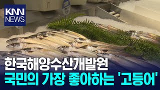 [KNN뉴스] 한국해양수산개발원 국민의 가장 좋아하는 '고등어'