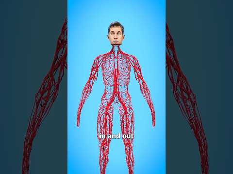How Long Are Your Blood Vessels? 🤔 Surgeon Reacts