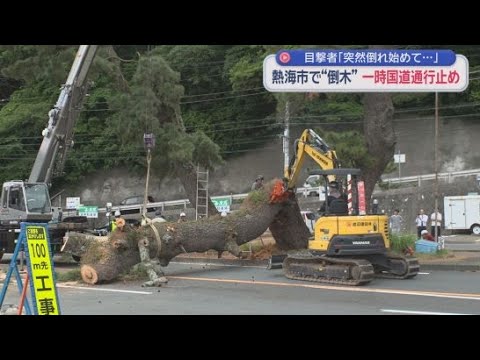 YouTube Video 高さ５０ｍの巨大な松の木が倒れ一時騒然　クラクション鳴り響く混乱も　撤去作業が完了し通行止めは解除　静岡・熱海市　