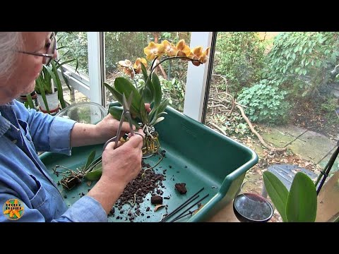 Repotting Recently Purchased Phalaenopsis Orchids