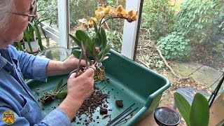 Repotting Recently Purchased Phalaenopsis Orchids