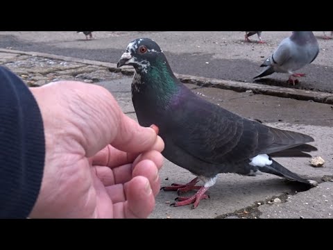 Pigeon Squadron 107 Part 4