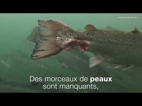 Enquête sur l'élevage des saumons en Ecosse.
