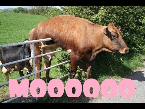 Les vaches sont drôles Compilation Les vaches sont géniales