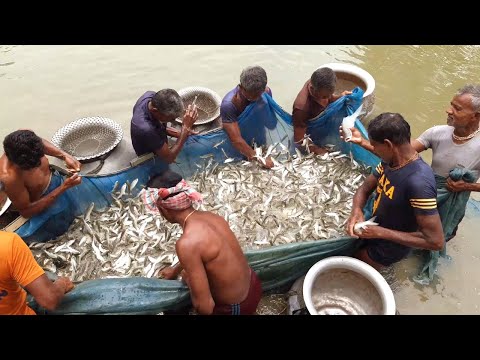 Amazing Gill Net Fishing Video | Gill Net Fishing