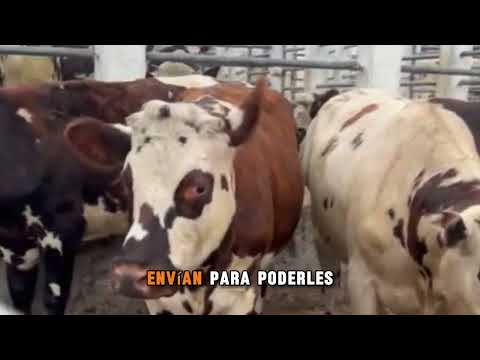 Feria Ganadera Pasca Cundinamarca. 