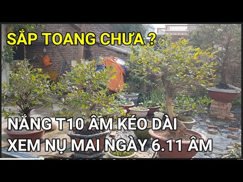 🔴 QBS22321 - CẬP NHẬT NỤ MAI NGÀY 6.11 ÂM | CÁCH CHĂM CÂY MAI MIỀN BẮC NỞ HOA ĐÚNG TẾT | MAI VÀNG