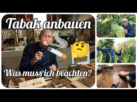 Tabak 🚬 anbauen und 🤔 was man dabei beachten muss