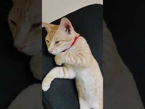 Pattu Kadichiruchi makkale  😰😰||Media monkey #comedy #bachelorkitchen #trolllife #funny #cat #pets