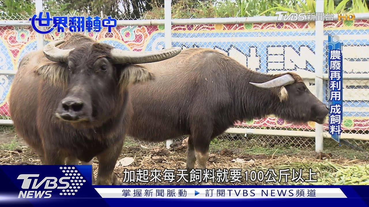 你的垃圾他的寶！農廢料再利用　變成「金」