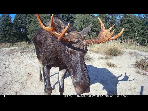 Mega nagrania łosi. Bukowisko 2023
