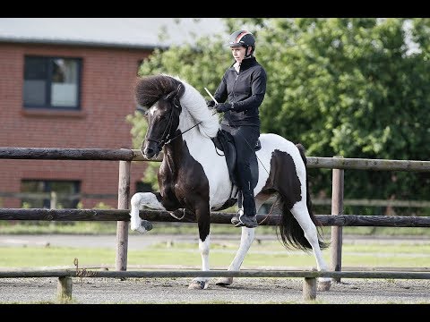 FIZO Kronshof 2019: Lára vom Kronshof