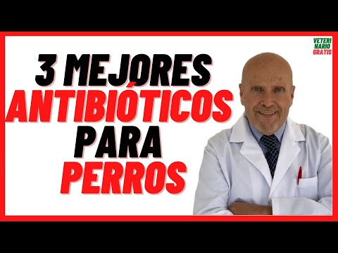 🟢 3 BEST ANTIBIOTICS for DOGS 🟢 with Open Wounds, Colds, Flu and Otitis 🟢 Dosage