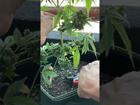 How to cut marijuana plant at base
