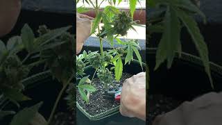 How to cut marijuana plant at base