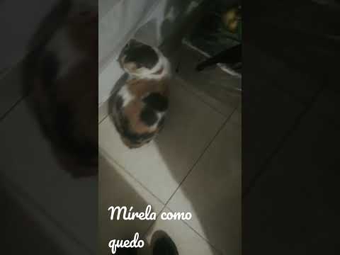 cuando mi gata se alborota